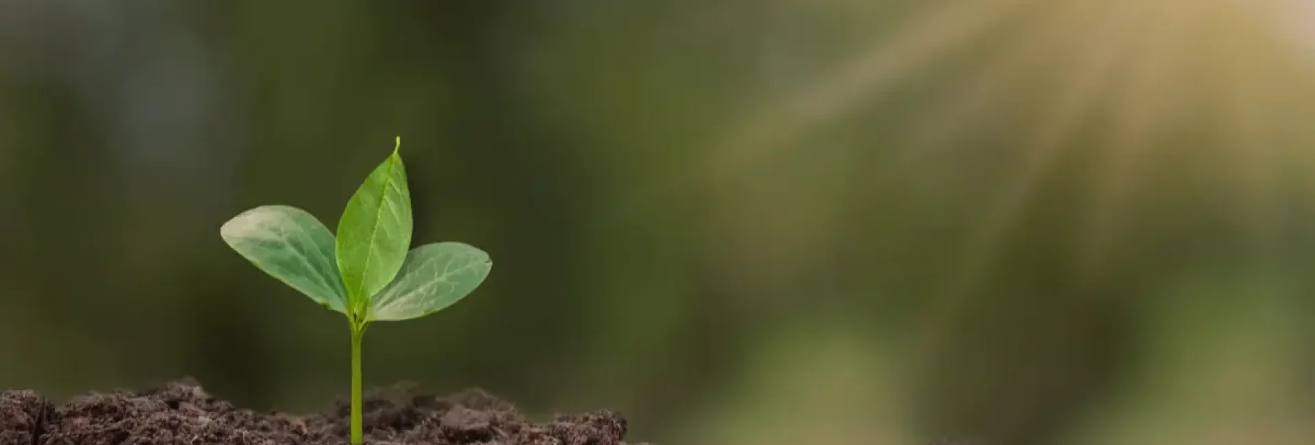 🌱 Superação é um Jardim: Tire as Ervas Daninhas da Sua Mente
